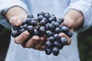 Sarà un’ottima annata per il vino piemontese