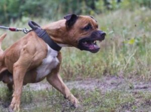 Donna aggredita da un pit bull