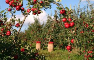 Corso per potatura e innesti