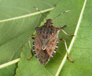Cimice asiatica: al via gli interventi per combatterla
