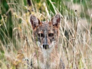 Uno Sciacallo Dorato avvistato a Pontestura
