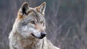 Come difendersi dagli attacchi del lupo