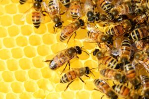Valenza, il Comune dichiara il suo amore per le api