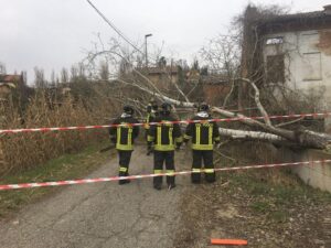 Bassignana, albero cade e trancia i cavi: messo in sicurezza