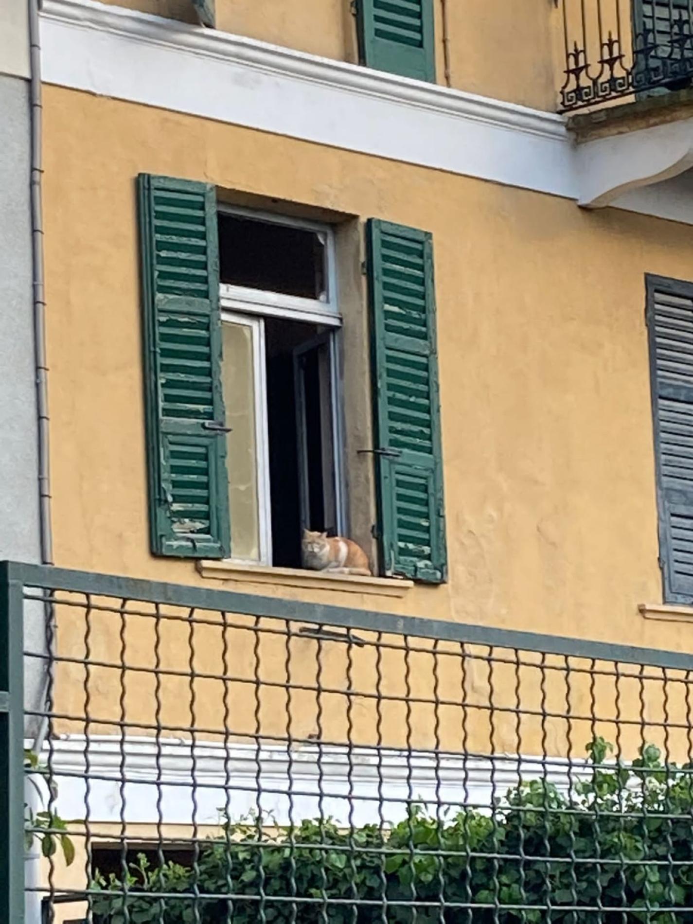 In salvo il gatto prigioniero nello stabile bruciato in viale Cellini