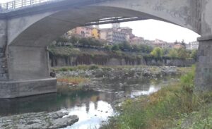 Lupo morto ritrovato sul greto dell’Orba