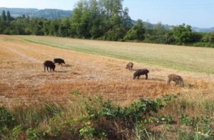 Da Ivaldi appello alla Provincia: “Per i cinghiali urgono soluzioni”