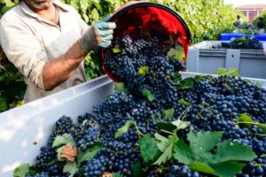 Vendemmia in leggero anticipo: “Piante in stress per la siccità,  ma la qualità si prospetta buona”