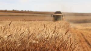 Cia e Confagricoltura, quinta settimana di protesta per il prezzo del grano