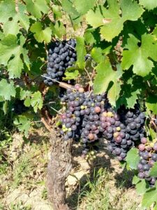 Vendemmia 2026, uve di ottima qualità ma prezzi ancora troppo bassi