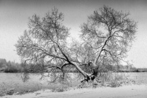 Esplorando la magia dell’inverno: fotografie e momenti incantevoli da conservare