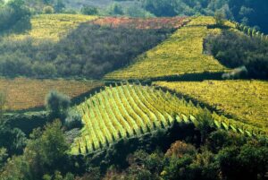 Piemonte: 1,85 milioni per abbattere interessi sui prestiti delle aziende agricole