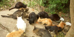Colonie feline, finanziati 22 progetti in Piemonte: 180mila euro per cure, sterilizzazioni e microchip