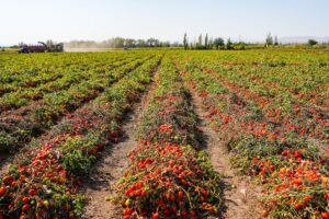 Piemonte, sì  al contrasto dello sfruttamento  in agricoltura