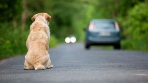 Cani e gatti nel loculo coi padroni (a Fubine)
