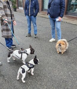 Valenza celebra il benessere animale con una giornata dedicata